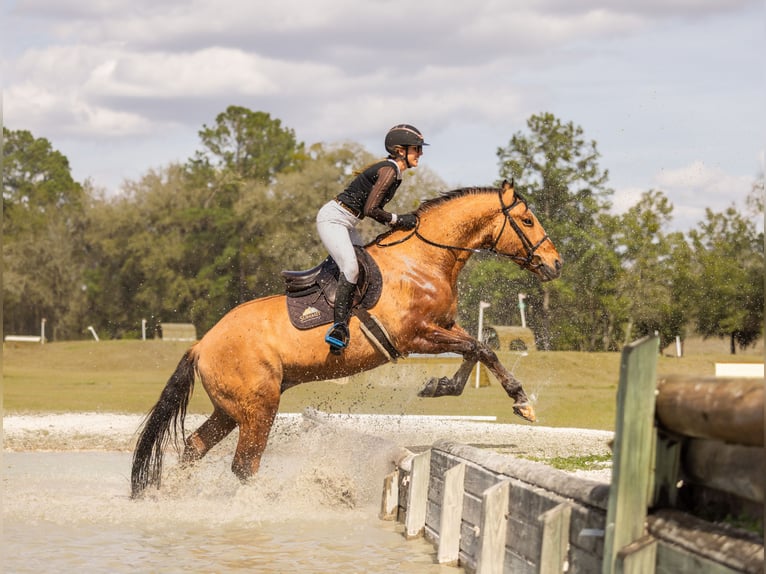 Trekpaard Mix Ruin 4 Jaar 160 cm Falbe in Ocala