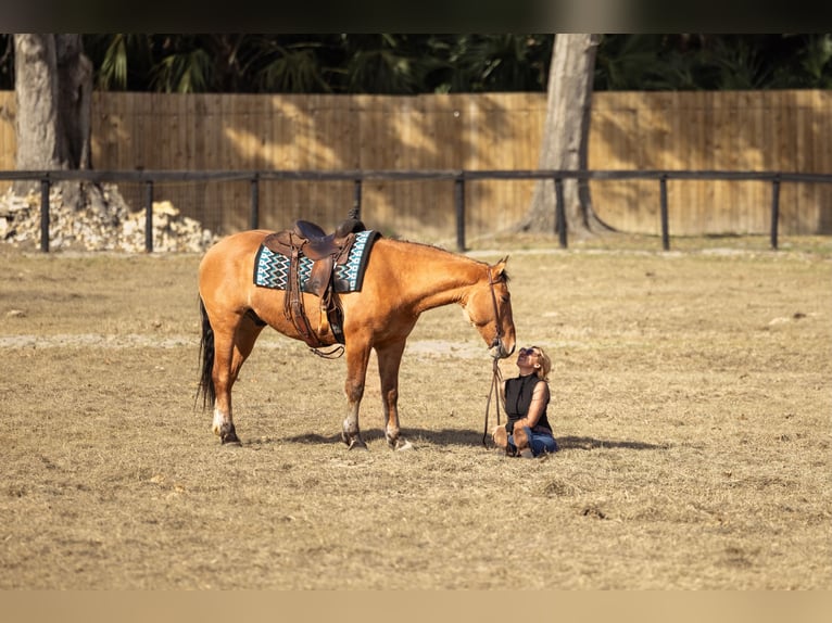 Trekpaard Mix Ruin 4 Jaar 160 cm Falbe in Ocala