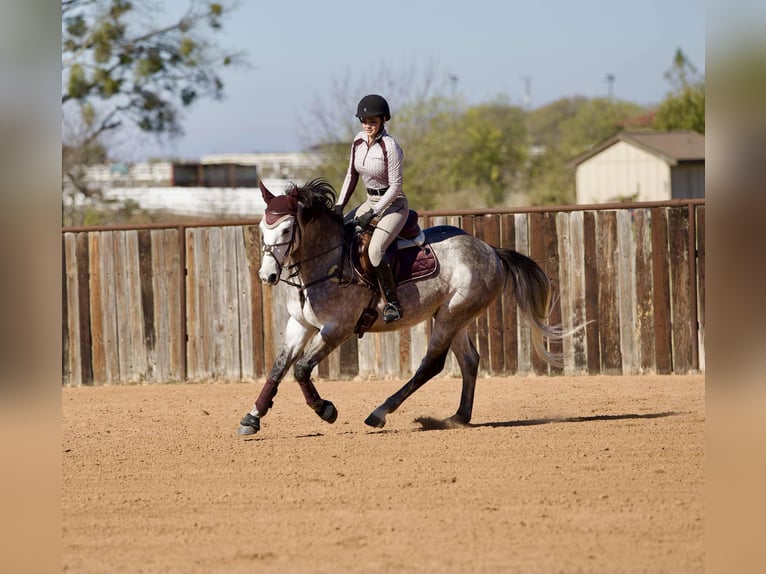 Trekpaard Mix Ruin 4 Jaar 160 cm Schimmel in Georgetown