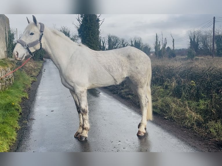 Trekpaard Ruin 4 Jaar 160 cm Schimmel in Sligo