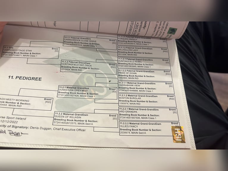 Trekpaard Ruin 4 Jaar 160 cm Schimmel in Sligo