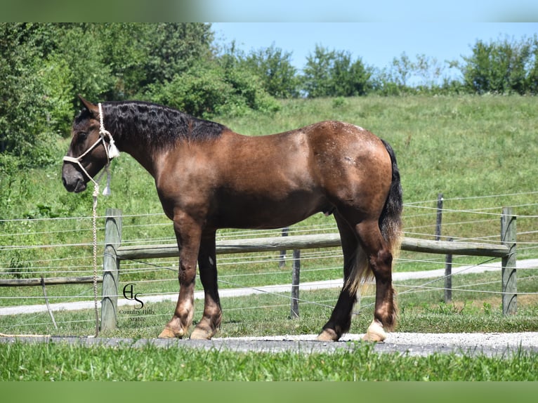 Trekpaard Mix Ruin 4 Jaar 163 cm Bruin in Baltic
