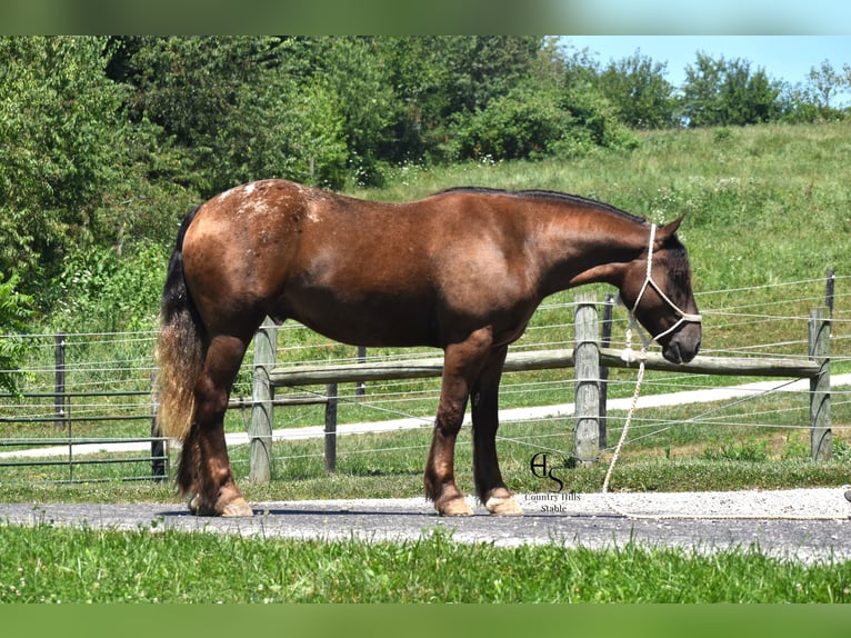 Trekpaard Mix Ruin 4 Jaar 163 cm Bruin in Baltic