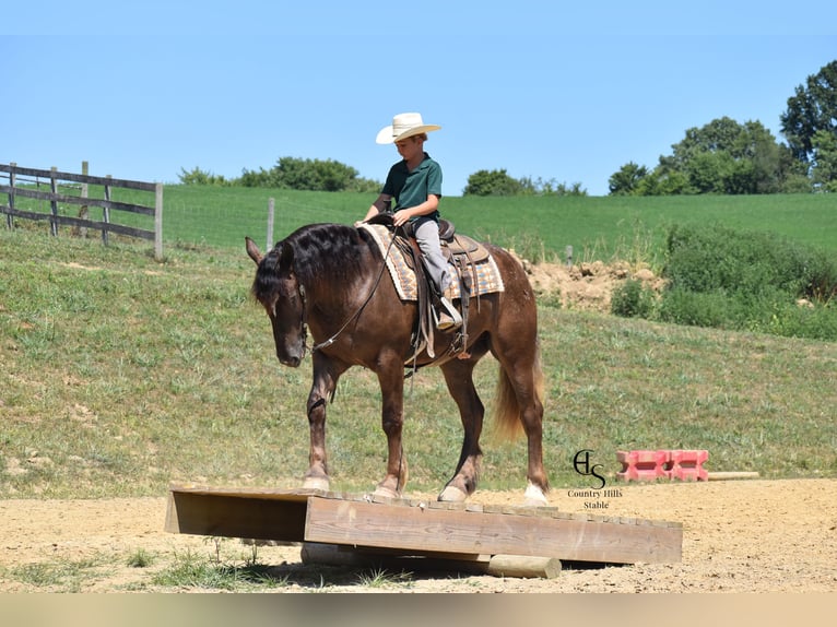 Trekpaard Mix Ruin 4 Jaar 163 cm Bruin in Baltic