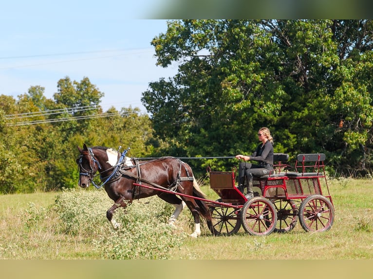 Trekpaard Mix Ruin 4 Jaar 163 cm Gevlekt-paard in Quitman