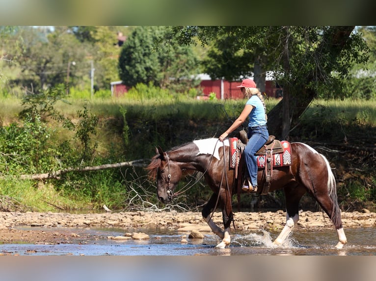 Trekpaard Mix Ruin 4 Jaar 163 cm Gevlekt-paard in Quitman