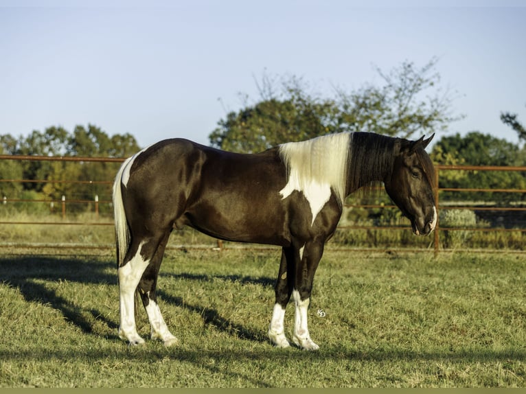 Trekpaard Mix Ruin 4 Jaar 163 cm Gevlekt-paard in Quitman