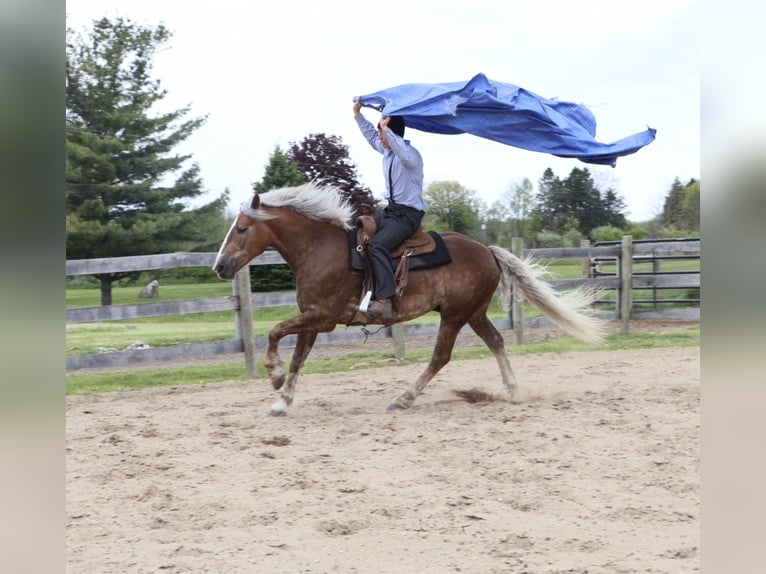 Trekpaard Mix Ruin 4 Jaar 163 cm Palomino in Howell