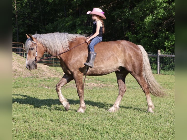 Trekpaard Mix Ruin 4 Jaar 163 cm Palomino in Howell