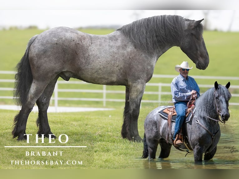 Trekpaard Mix Ruin 4 Jaar 163 cm Roan-Blue in Mountain Grove, MO