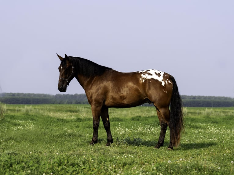 Trekpaard Ruin 4 Jaar 163 cm Roodbruin in Nevis, MN