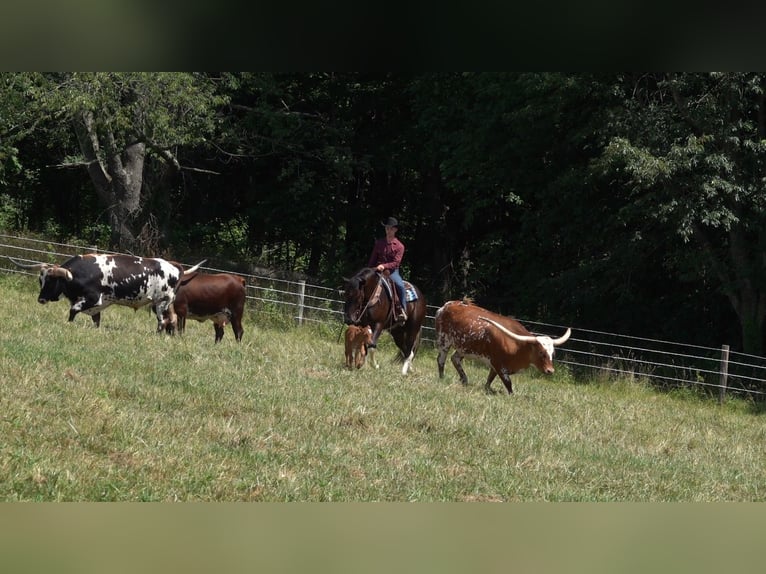 Trekpaard Mix Ruin 4 Jaar 163 cm Zwart in Millersburg