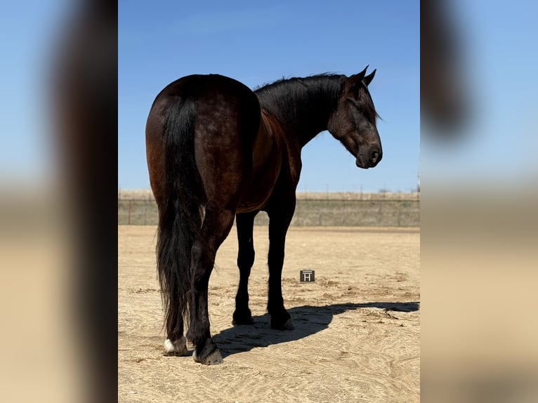 Trekpaard Mix Ruin 4 Jaar 163 cm Zwart in Weatherford