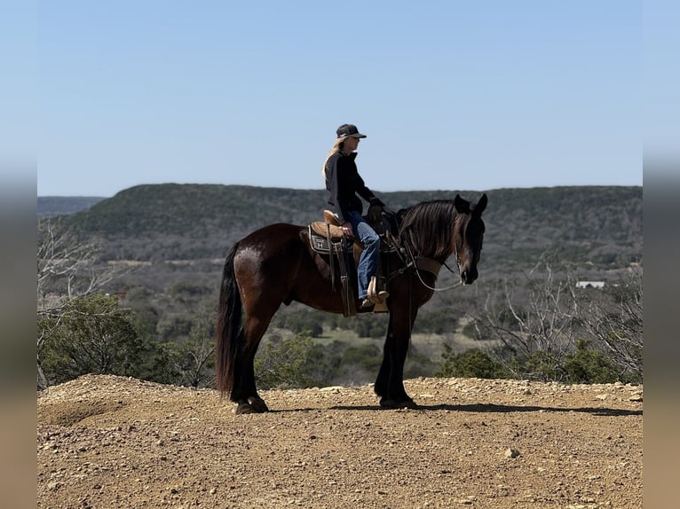 Trekpaard Mix Ruin 4 Jaar 163 cm Zwart in Weatherford