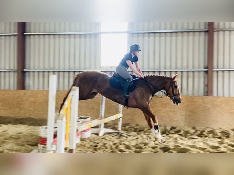 Trekpaard Ruin 4 Jaar 164 cm Donkere-vos in Sligo