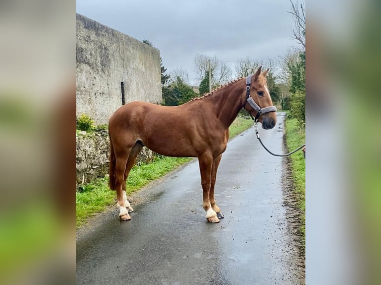 Trekpaard Ruin 4 Jaar 164 cm Donkere-vos in Sligo