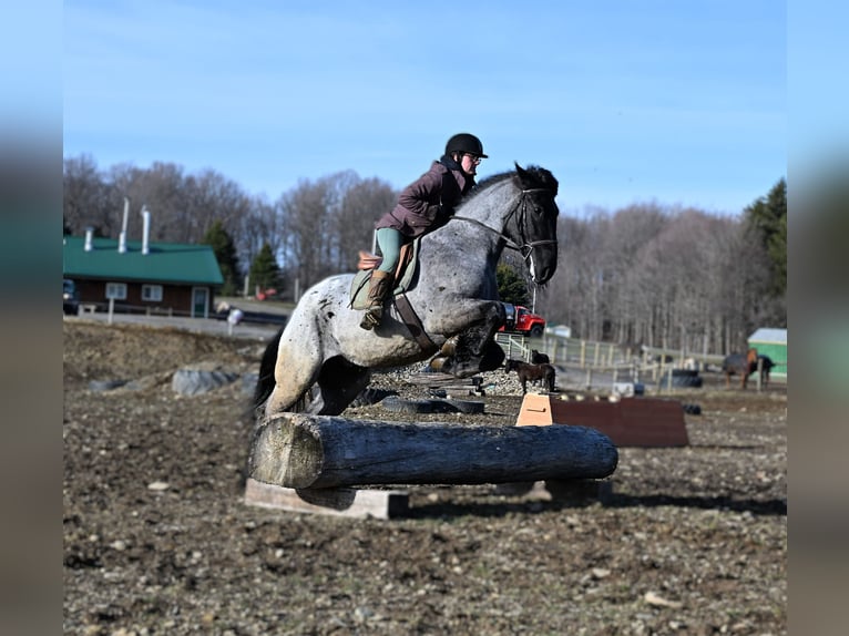 Trekpaard Ruin 4 Jaar 165 cm Roan-Blue in Warsaw