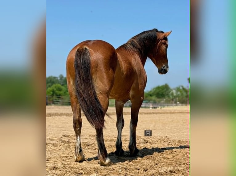 Trekpaard Ruin 4 Jaar 165 cm Roodbruin in Weatherford
