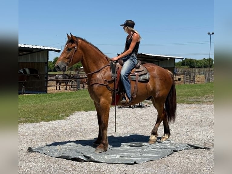 Trekpaard Ruin 4 Jaar 165 cm Roodbruin in Weatherford