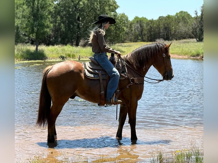 Trekpaard Ruin 4 Jaar 165 cm Roodbruin in Weatherford