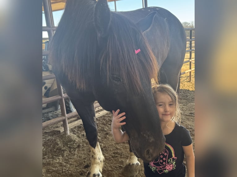 Trekpaard Mix Ruin 4 Jaar 165 cm Zwart in Madill