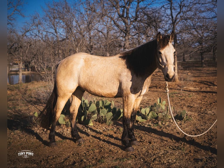 Trekpaard Ruin 4 Jaar 168 cm Buckskin in Jacksboro