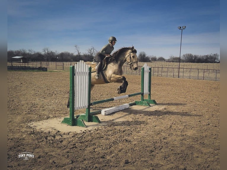 Trekpaard Ruin 4 Jaar 168 cm Buckskin in Jacksboro