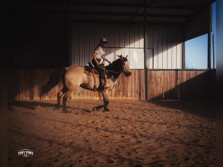 Trekpaard Ruin 4 Jaar 168 cm Buckskin in Jacksboro
