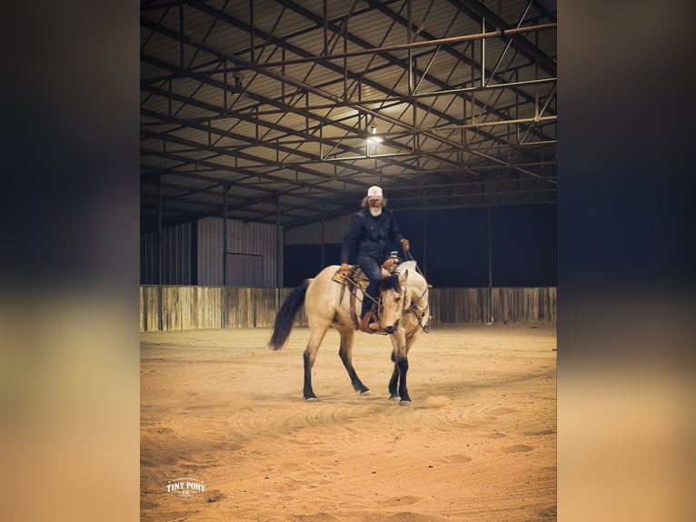 Trekpaard Ruin 4 Jaar 168 cm Buckskin in Jacksboro