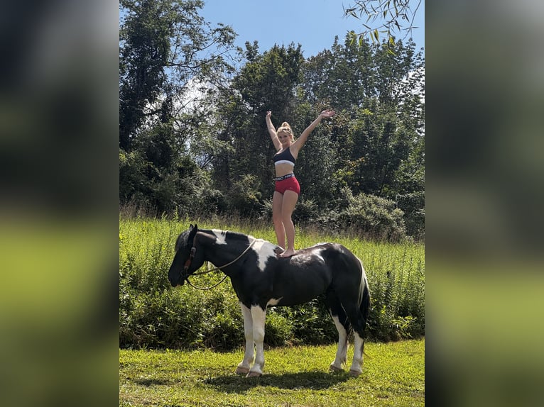 Trekpaard Mix Ruin 4 Jaar 168 cm Gevlekt-paard in Gap