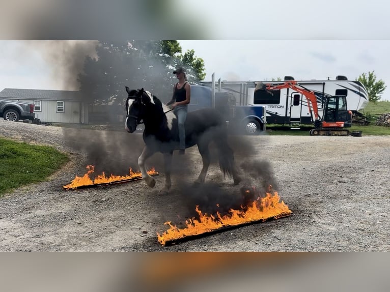 Trekpaard Mix Ruin 4 Jaar 168 cm Gevlekt-paard in Gap