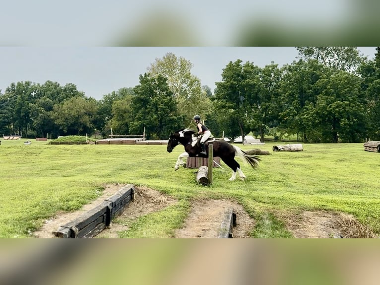 Trekpaard Mix Ruin 4 Jaar 168 cm Gevlekt-paard in Gap