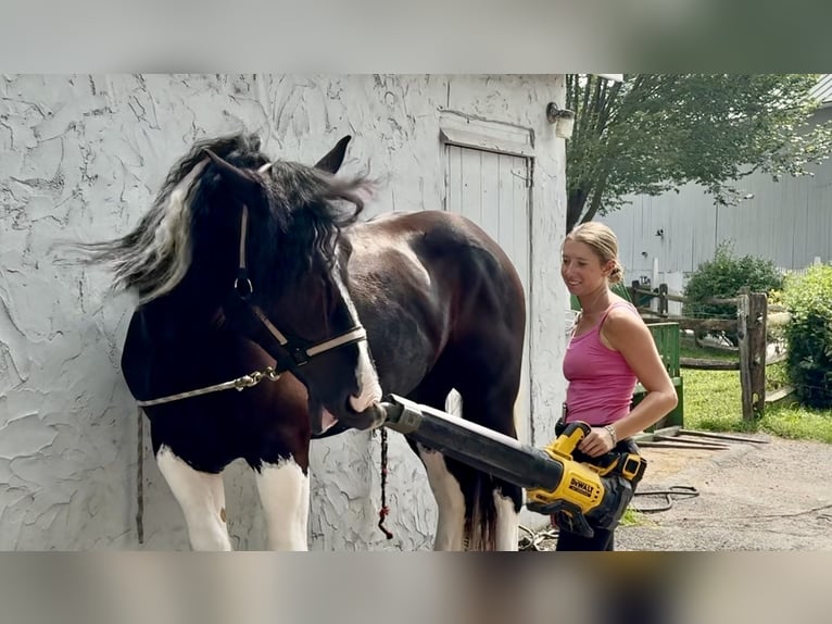 Trekpaard Mix Ruin 4 Jaar 168 cm Gevlekt-paard in Gap