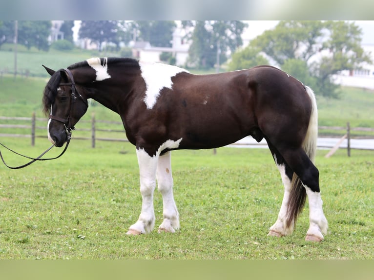 Trekpaard Mix Ruin 4 Jaar 168 cm Gevlekt-paard in Gap
