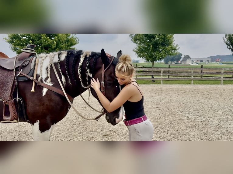 Trekpaard Mix Ruin 4 Jaar 168 cm Gevlekt-paard in Gap