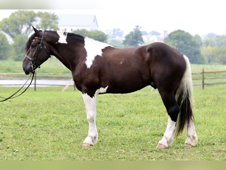 Trekpaard Mix Ruin 4 Jaar 168 cm Gevlekt-paard in Gap