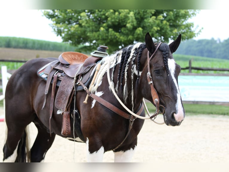 Trekpaard Mix Ruin 4 Jaar 168 cm Gevlekt-paard in Gap