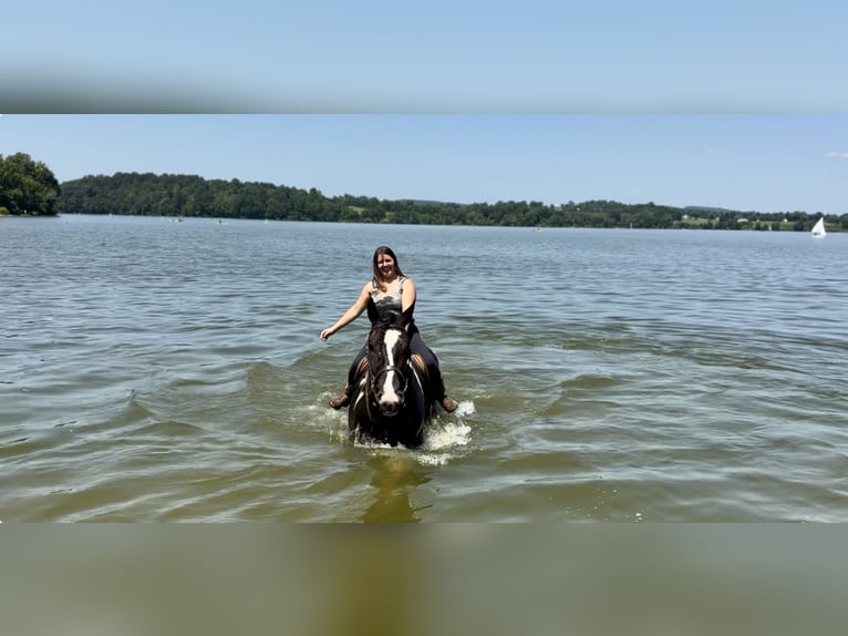 Trekpaard Mix Ruin 4 Jaar 168 cm Gevlekt-paard in Gap