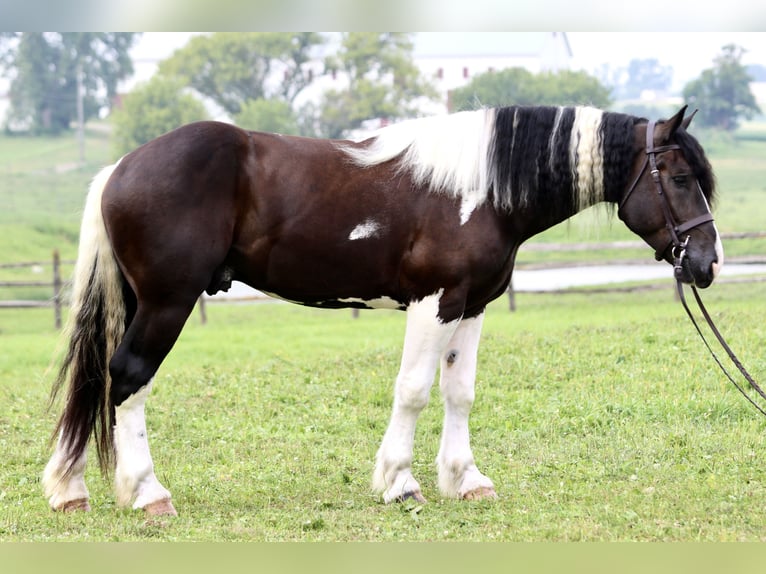 Trekpaard Mix Ruin 4 Jaar 168 cm Gevlekt-paard in Gap