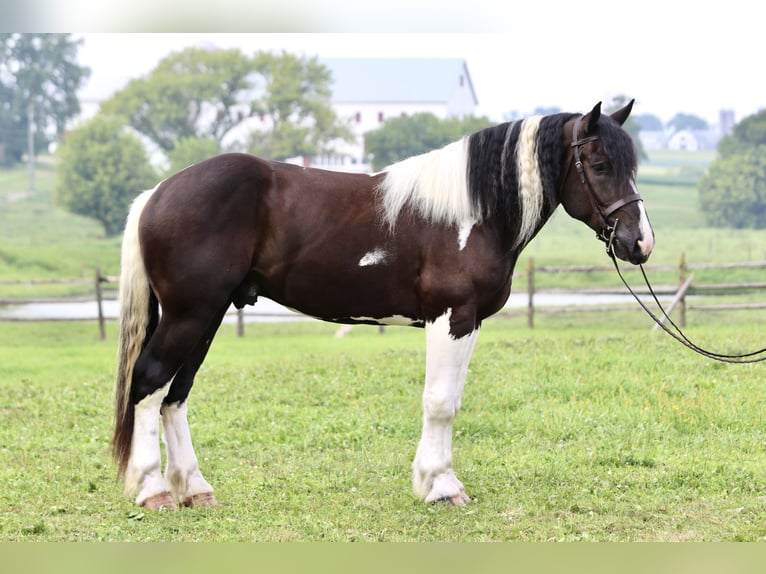 Trekpaard Mix Ruin 4 Jaar 168 cm Gevlekt-paard in Gap