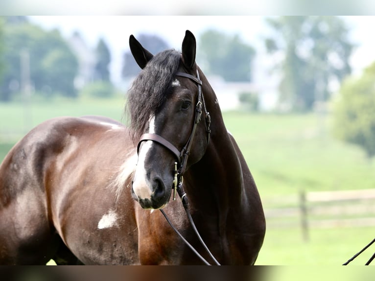 Trekpaard Mix Ruin 4 Jaar 168 cm Gevlekt-paard in Gap