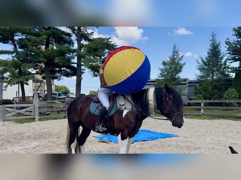 Trekpaard Mix Ruin 4 Jaar 168 cm Gevlekt-paard in Gap