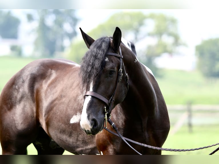 Trekpaard Mix Ruin 4 Jaar 168 cm Gevlekt-paard in Gap