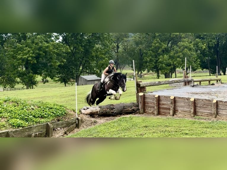 Trekpaard Mix Ruin 4 Jaar 168 cm Gevlekt-paard in Gap