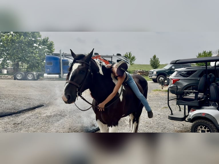 Trekpaard Mix Ruin 4 Jaar 168 cm Gevlekt-paard in Gap
