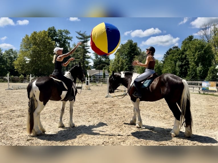 Trekpaard Mix Ruin 4 Jaar 168 cm Gevlekt-paard in Gap