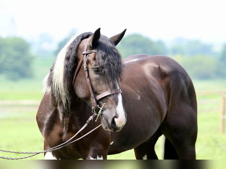Trekpaard Mix Ruin 4 Jaar 168 cm Gevlekt-paard in Gap