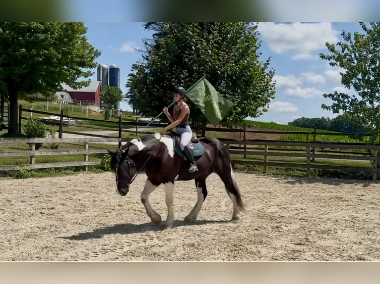 Trekpaard Mix Ruin 4 Jaar 168 cm Gevlekt-paard in Gap