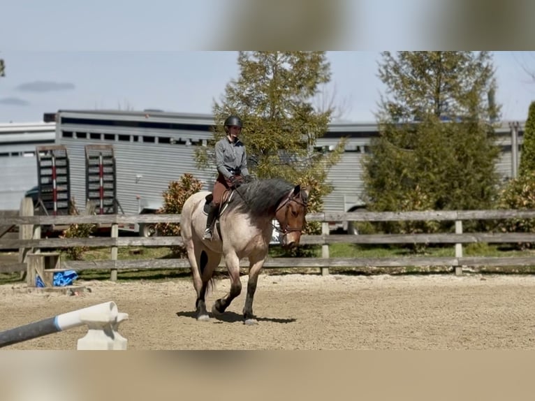 Trekpaard Mix Ruin 4 Jaar 168 cm Roan-Bay in Gap