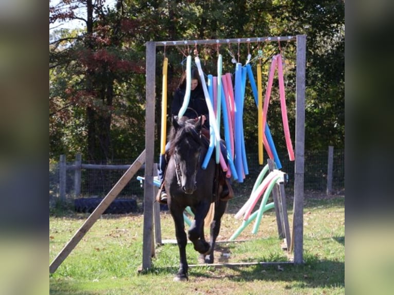 Trekpaard Mix Ruin 4 Jaar 168 cm Schimmel in Howell